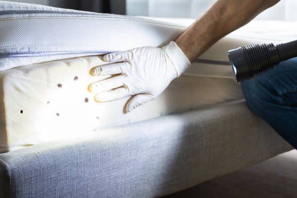 Trusted Vienna, WV Pest Control Experts